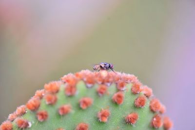 Close-up of insect pollinating on flower