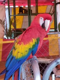 Close-up of parrot perching in cage