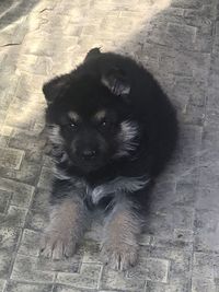 High angle portrait of black dog