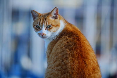 Close-up of a cat looking away