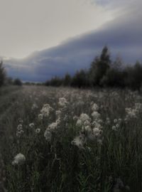 Close-up of flowering plants on field against sky