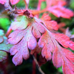 Close-up of water drops on plant