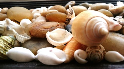 Close-up of seashells and pebbles on table