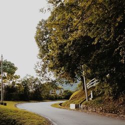 Trees along road