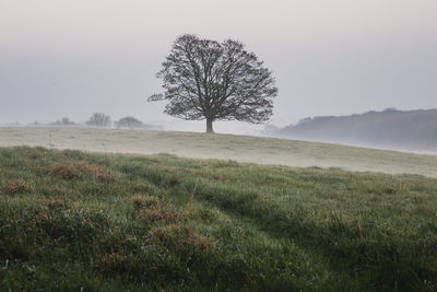 Tree on field against clear sky