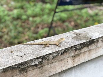 Close-up of insect on retaining wall