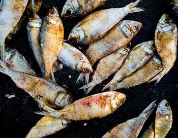 High angle view of fish for sale in market