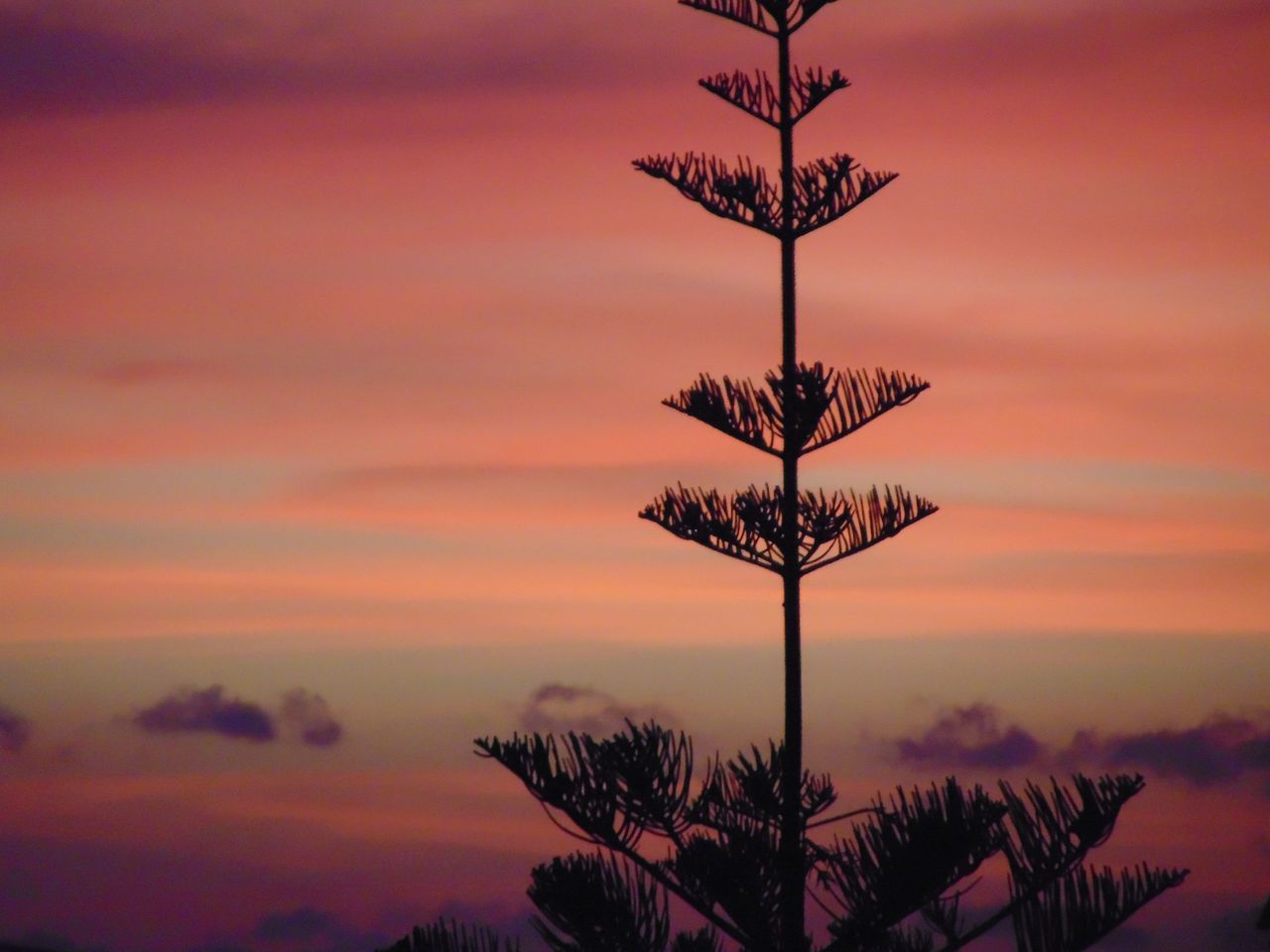 LOW ANGLE VIEW OF SILHOUETTE TREE AGAINST ORANGE SKY AT SUNSET