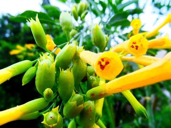 Close-up of yellow flower