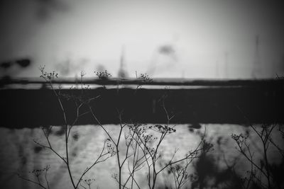 Close-up of plant against sky