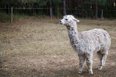 Sheep standing in a field