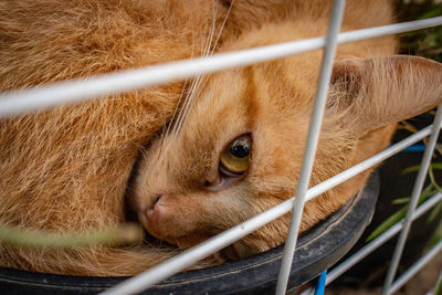 Close-up of a cat in cage