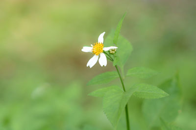 Close-up of white flowering plant