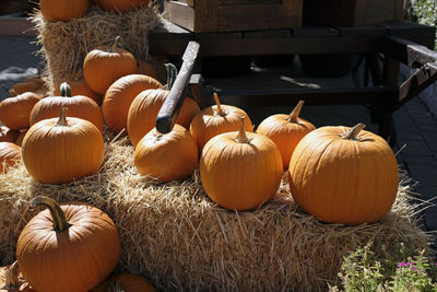 Close-up of pumpkins in farm