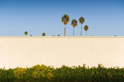 Scenic view of flowering plants against clear sky