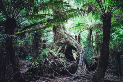 Trees growing in forest