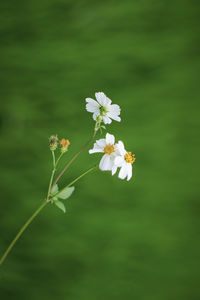 Close-up of white flowering plant