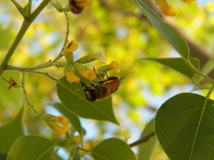 CLOSE-UP OF PLANT GROWING ON TREE