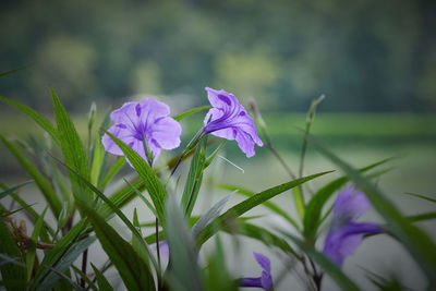 Close-up of purple crocus flowers on field