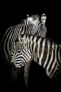 View of zebra against black background