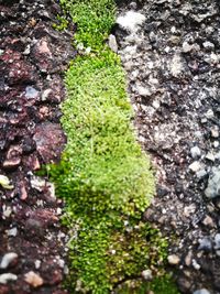 High angle view of moss growing on rock