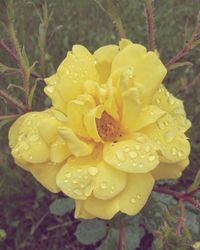 Close-up of wet yellow flower blooming outdoors