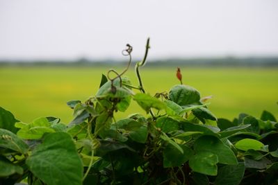 Close-up of fresh green plant against sky