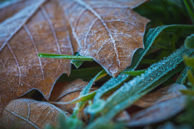 Close-up of raindrops on leaves