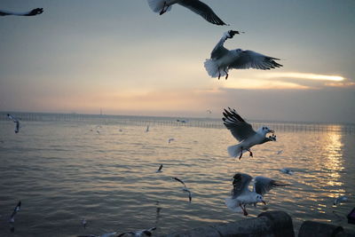 Seagulls flying over sea against sky during sunset