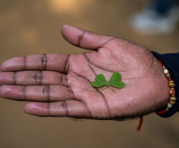 Cropped hand of woman holding leaf