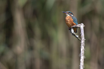 Kingfisher perching 