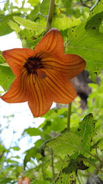 Close-up of yellow hibiscus