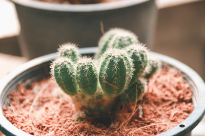 Cactus in a pot