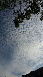 Low angle view of tree against sky