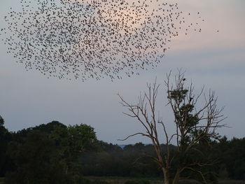 Flock of birds flying in the sky