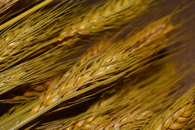 Full frame shot of wheat field