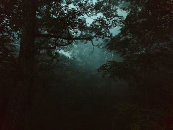 Low angle view of silhouette trees in forest against sky