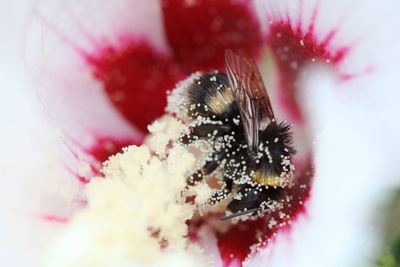 Close-up of pink flower