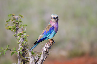 Lilac-breasted roller perching on branch