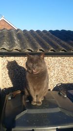 Portrait of cat sitting on car