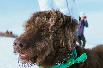 Close-up of dog looking away