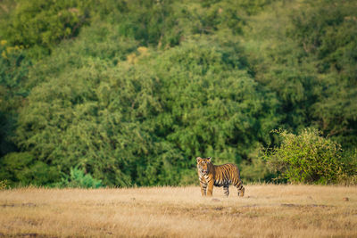 View of a cat on the forest