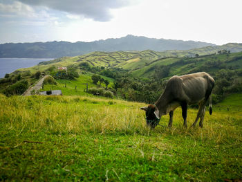 Sheep grazing in a field