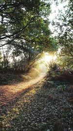 Low angle view of trees against sunlight