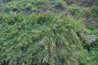 High angle view of plants growing on land