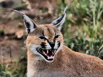 Close-up of cat yawning