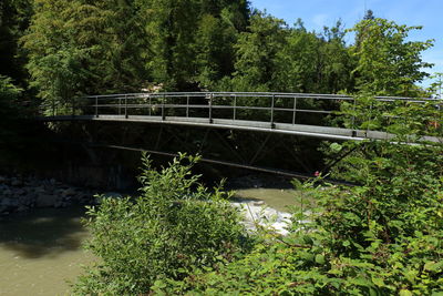 Bridge over river amidst trees in forest