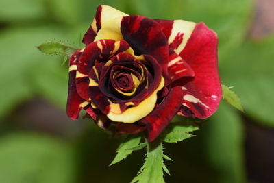 Close-up of red rose