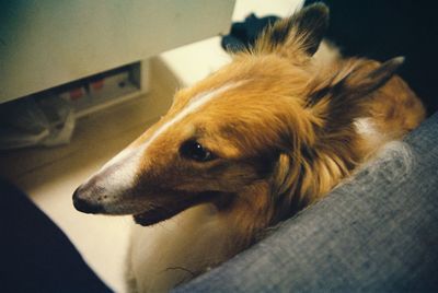 Close-up of dog looking away