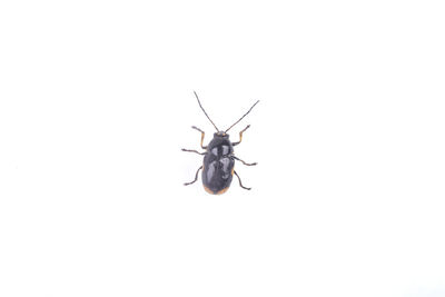 Close-up of insect on white background